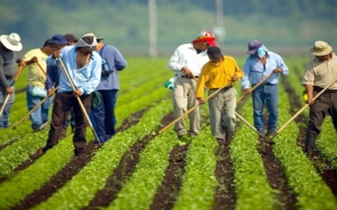 CONFEURO: MANODOPERA AGRICOLA, CON LA STAGIONE DEI RACCOLTI ALLE PORTE SI RISCHIA UNA NUOVA EMERGENZA