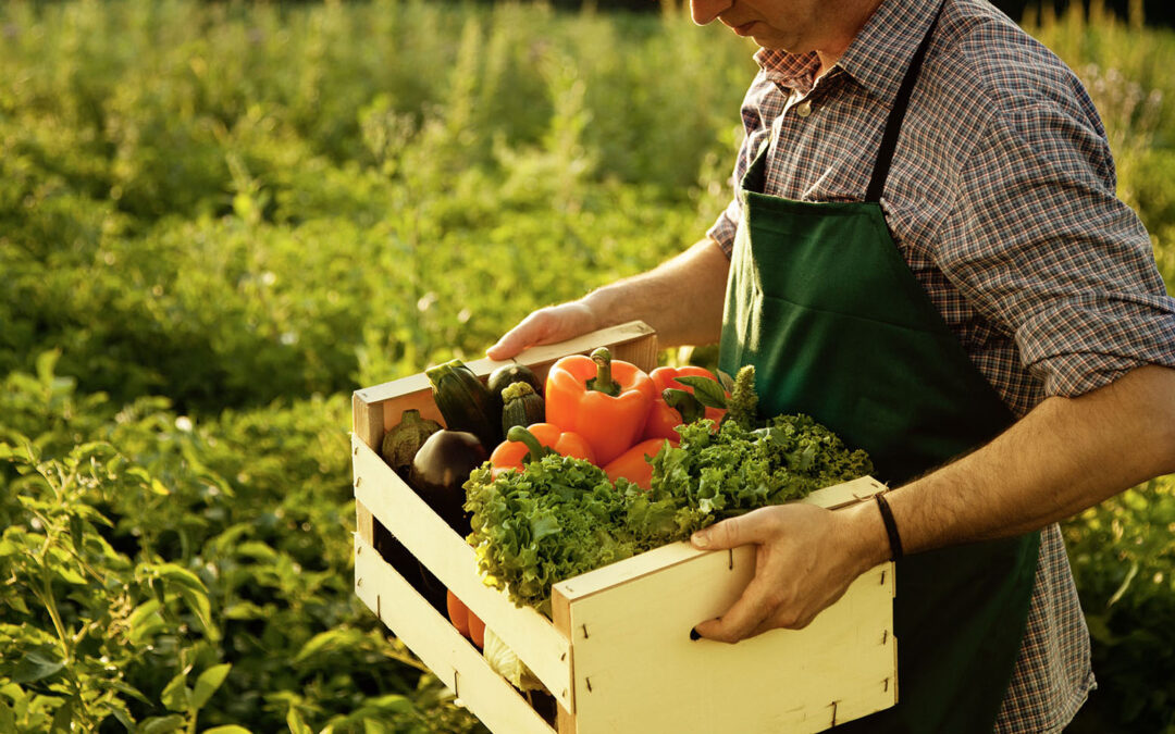 CONFEURO: PNRR, AGRICOLTURA BIOLOGICA È SCELTA FONDAMENTALE PER REALIZZARE TRANSIZIONE VERDE