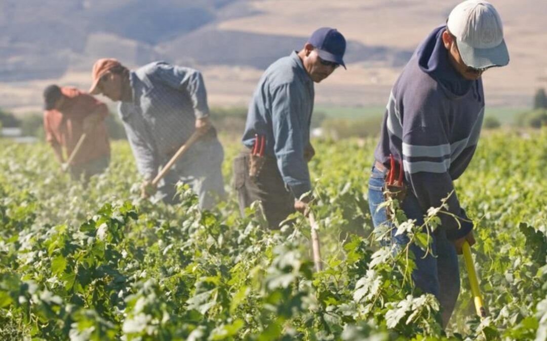 CONFEURO: SCIOPERO BRACCIANTI, IL DECRETO SOSTEGNI VA MODIFICATO PER INCLUDERE I LAVORATORI AGRICOLI