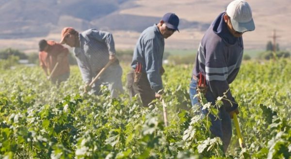 braccianti agricoli