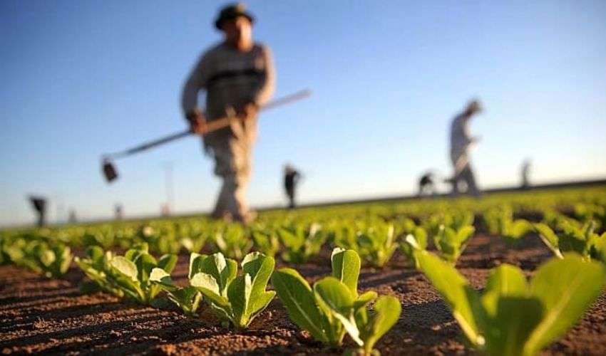 CONFEURO: CALO REDDITI AGRICOLI, I COLTIVATORI RESTANO L’ANELLO DEBOLE DELLA FILIERA