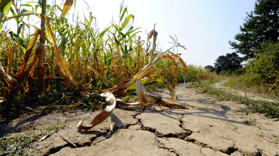 CONFEURO: CLIMA E AGRICOLTURA, L’EUROPA RICONOSCE IL SUO FALLIMENTO. NUOVA PAC OCCASIONE UNICA PER UN RINASCIMENTO AGRICOLO