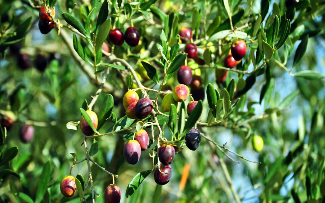 CONFEURO: EXPORT AGRICOLO, L’OLIO DI OLIVA SI CONFERMA PUNTO DI FORZA MA IL SUD PAGA IL GAP INFRASTRUTTURALE