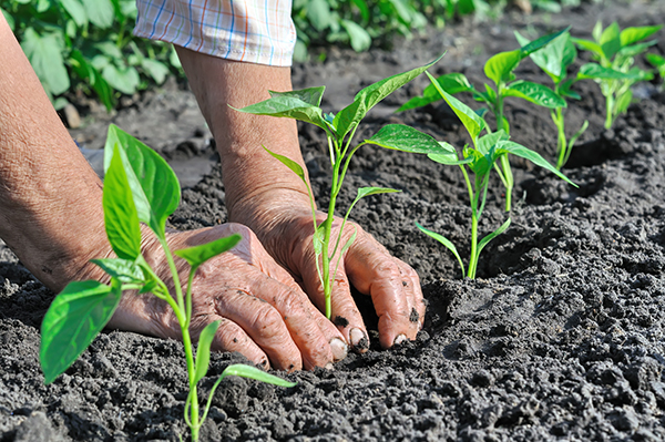 CONFEURO: PIANO STRATEGICO NAZIONALE, PER UNA SVOLTA AGROECOLOGICA SERVE PIÙ CORAGGIO