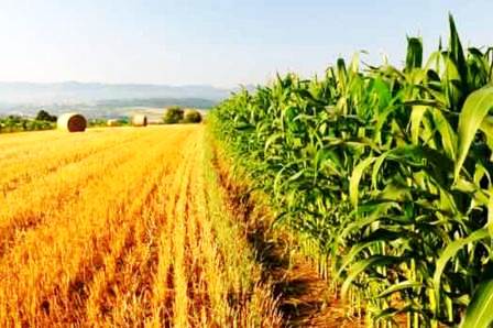 agricoltura italiana