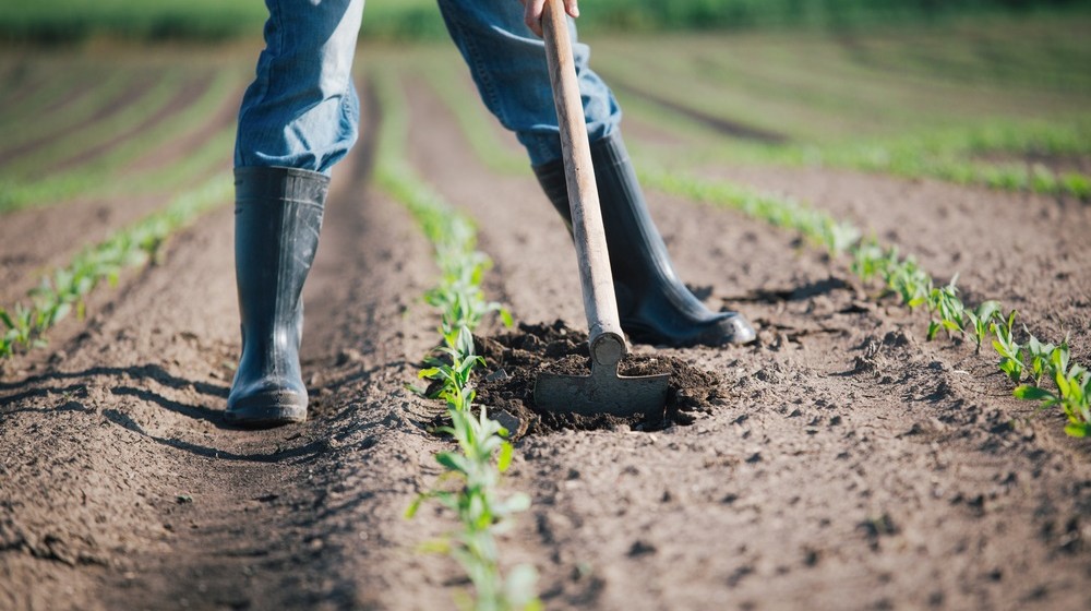 CONFEURO: AGRICOLTURA, TIMORI DELLE AZIENDE FRENANO LO SVILUPPO.  INTERVENIRE SUI COSTI DI PRODUZIONE PER STIMOLARE GLI INVESTIMENTI