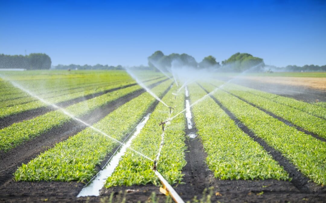 CONFEURO: SICCITÀ, CON AGRICOLTURA 4.0 IRRIGAZIONI PIÙ EFFICIENTI MA OCCORRE ACCELERARE LA CONVERSIONE DIGITALE