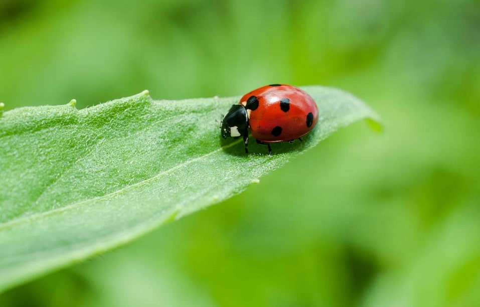pexels-tim-mossholder-974314 pesticidi