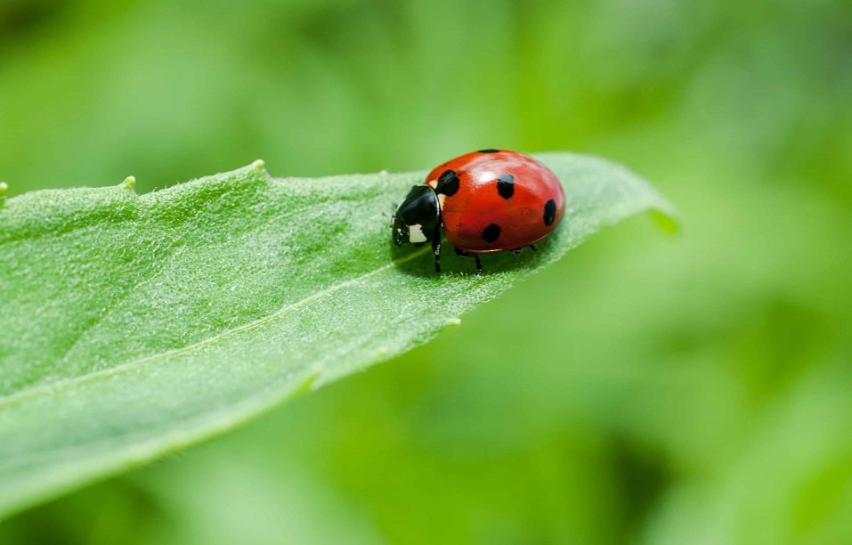 CONFEURO: PRODUTTIVA E SOSTENIBILE, UN’AGRICOLTURA SENZA PERICOLOSI ERBICIDI È POSSIBILE