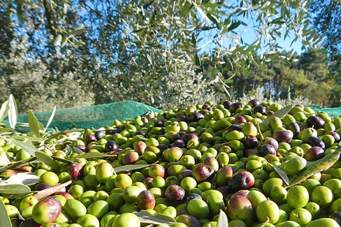 CONFEURO: OLIO D’OLIVA, MILIONI DI PIANTE A RISCHIO. PER UNA VERA SOVRANITÀ ALIMENTARE TUTELARE LE PRODUZIONI D’ECCELLENZA