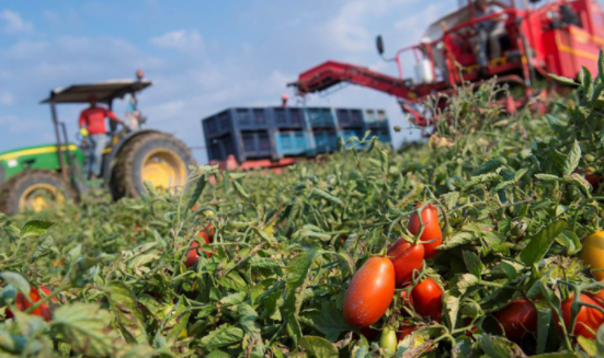 CONFEURO: MANOVRA, GOVERNO NON LASCI INDIETRO IL SUD. L’AGRICOLTURA DEL MEZZOGIORNO È RISORSA PER TUTTO IL PAESE