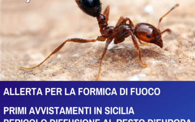 ALLERTA PER LA FORMICA DI FUOCO