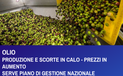 OLIOPRODUZIONE E SCORTE IN CALO – PREZZI IN AUMENTO – SERVE PIANO DI GESTIONE NAZIONALE