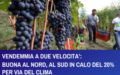 VENDEMMIA A DUE VELOCITA’: BUONA AL NORD, AL SUD IN CALO DEL 20% PER VIA DEL CLIMA