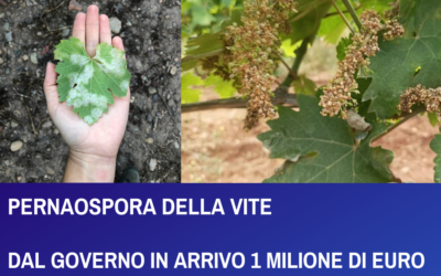 PERANOSPORA DELLA VITE DAL GOVERNO IN ARRIVO 1 MILIONE DI EURO